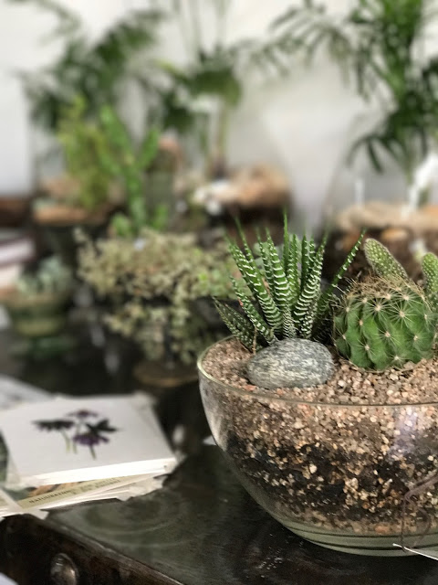 5 tips to care for succulents