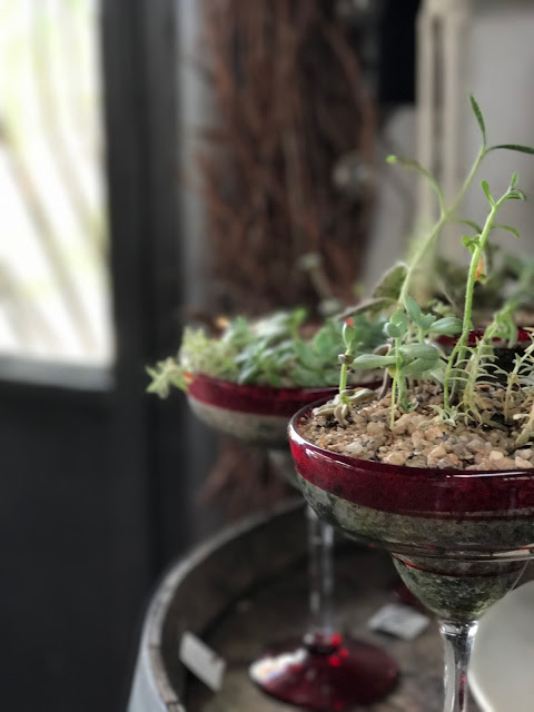 5 tips to care for succulents